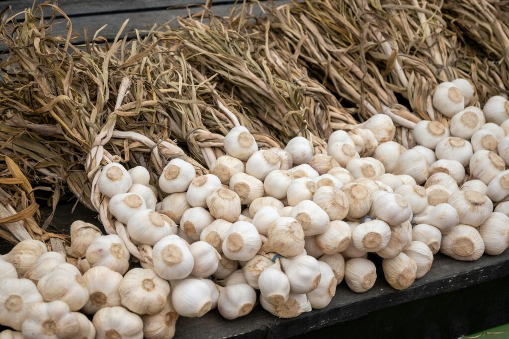 A pile of whole garlic bulbs. Is garlic low FODMAP? No, it is high in fructans
